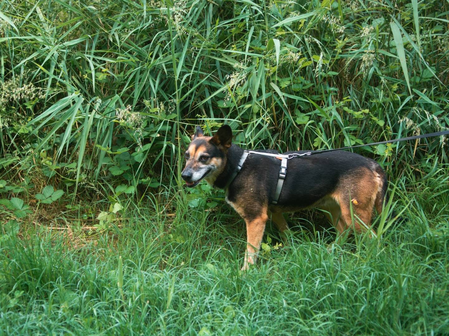 Adotta un cane, femmina, 8 anni  e 6 mesi , Bologna