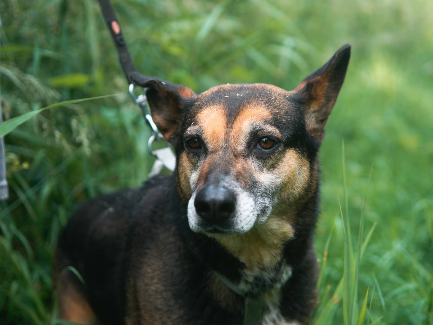Adotta un cane, taglia media, femmina, Bologna