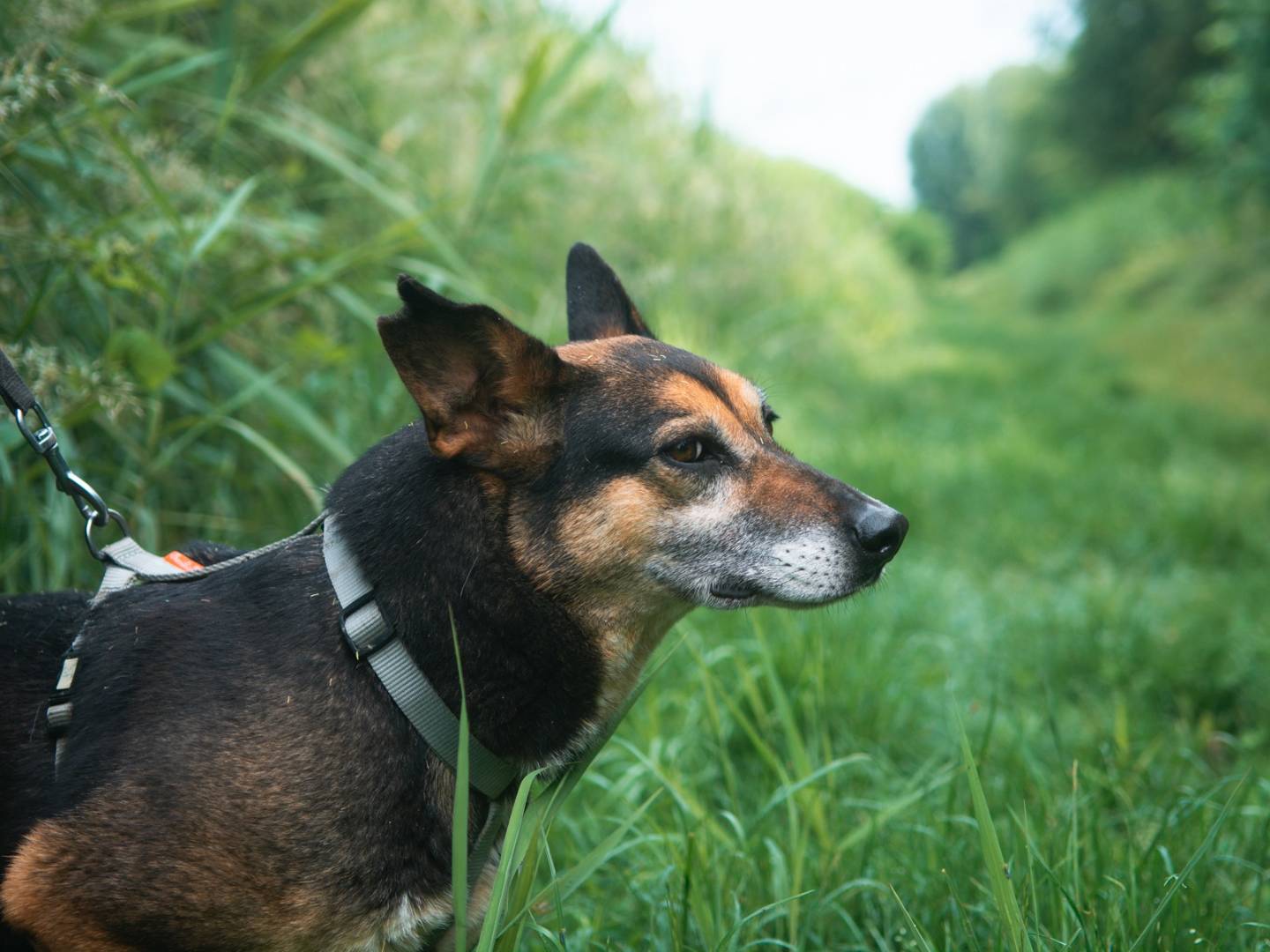 Vuoi adottare un cane a Bologna?