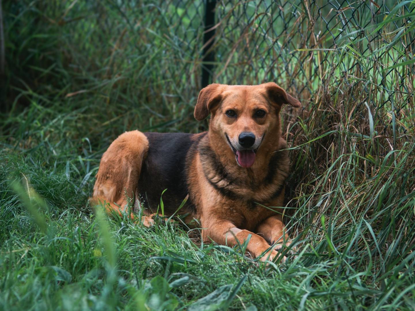 Adozione cane, femmina, meticcio, 9 anni  e 5 mesi , taglia media, Bologna