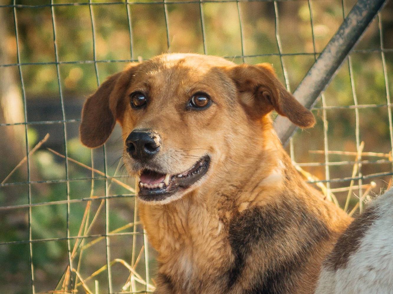 Adotta un cane, femmina, 9 anni , Bologna