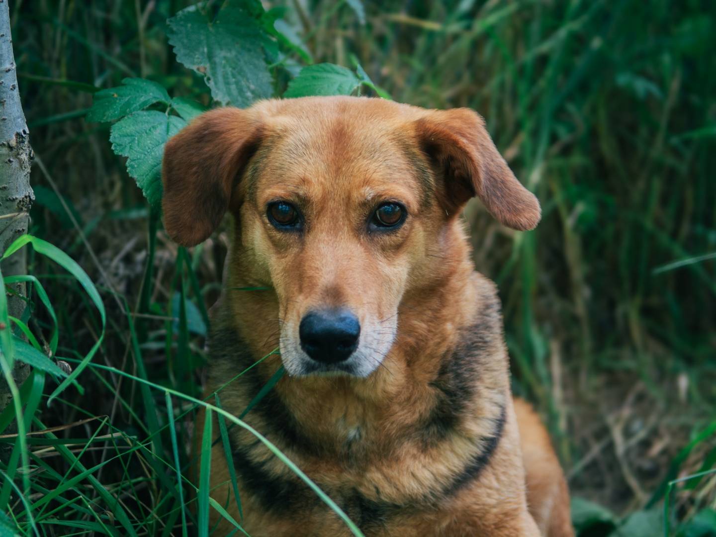 Adotta un cane, taglia media, femmina, Bologna