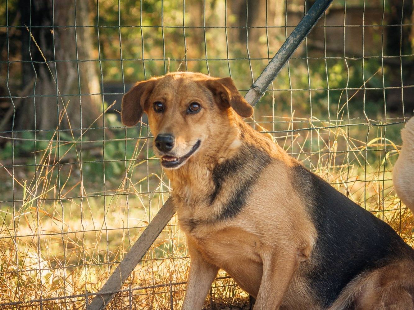 Vuoi adottare un cane a Bologna?