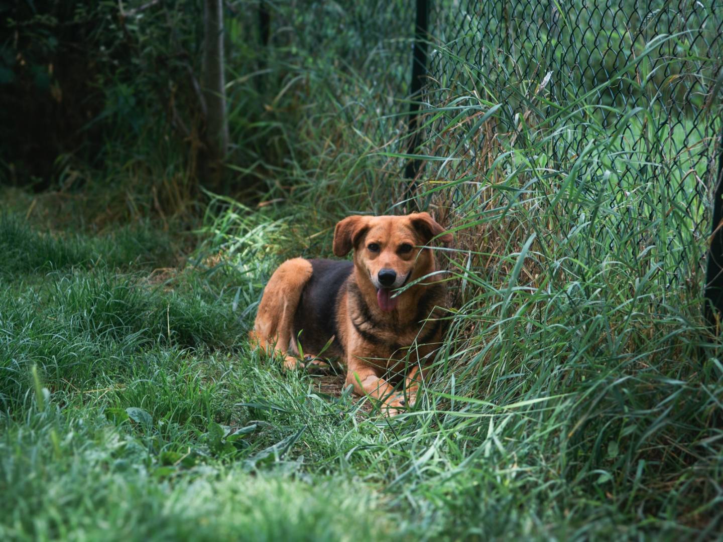 Adotta il cane Fuji a Bologna
