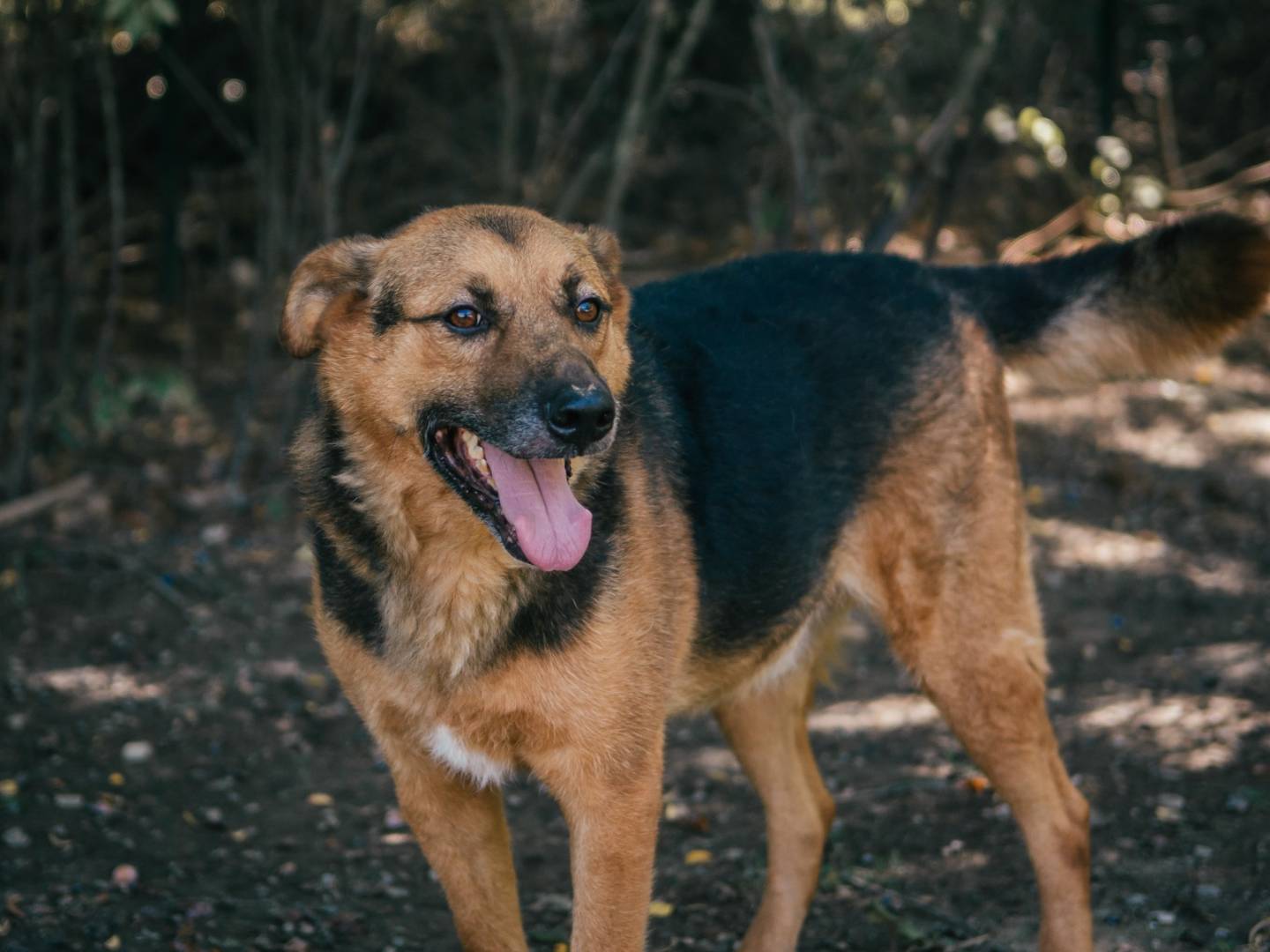 Adotta un cane, maschio, 10 anni  e 5 mesi , Bologna