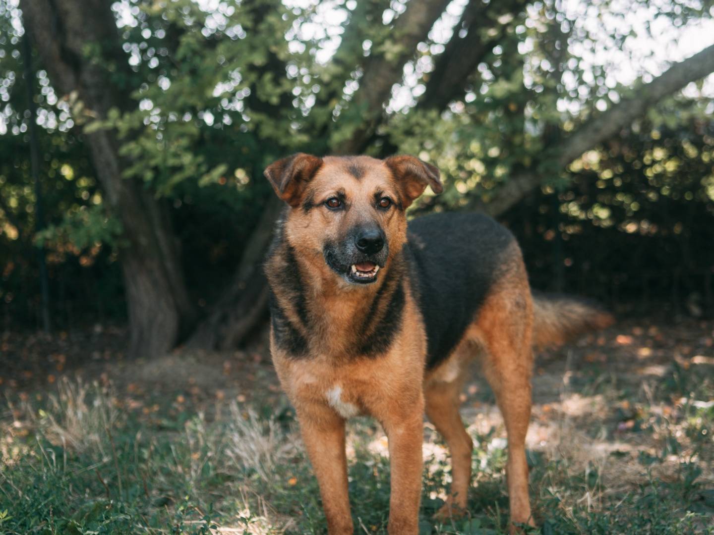 Vuoi adottare un cane a Bologna?