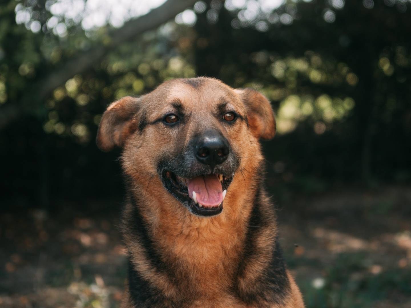 Adotta il cane Choco a Bologna