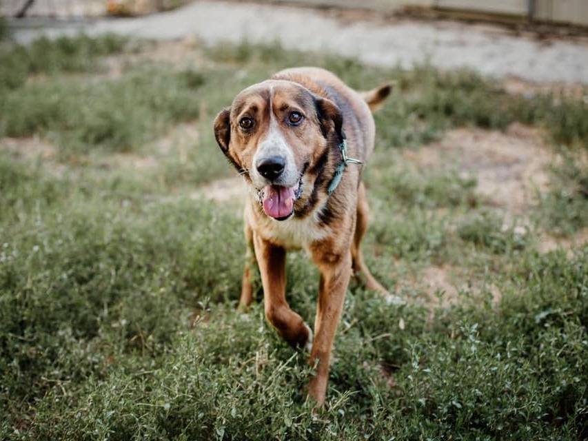 Adotta un cane, maschio, 14 anni  e 3 mesi , Bologna