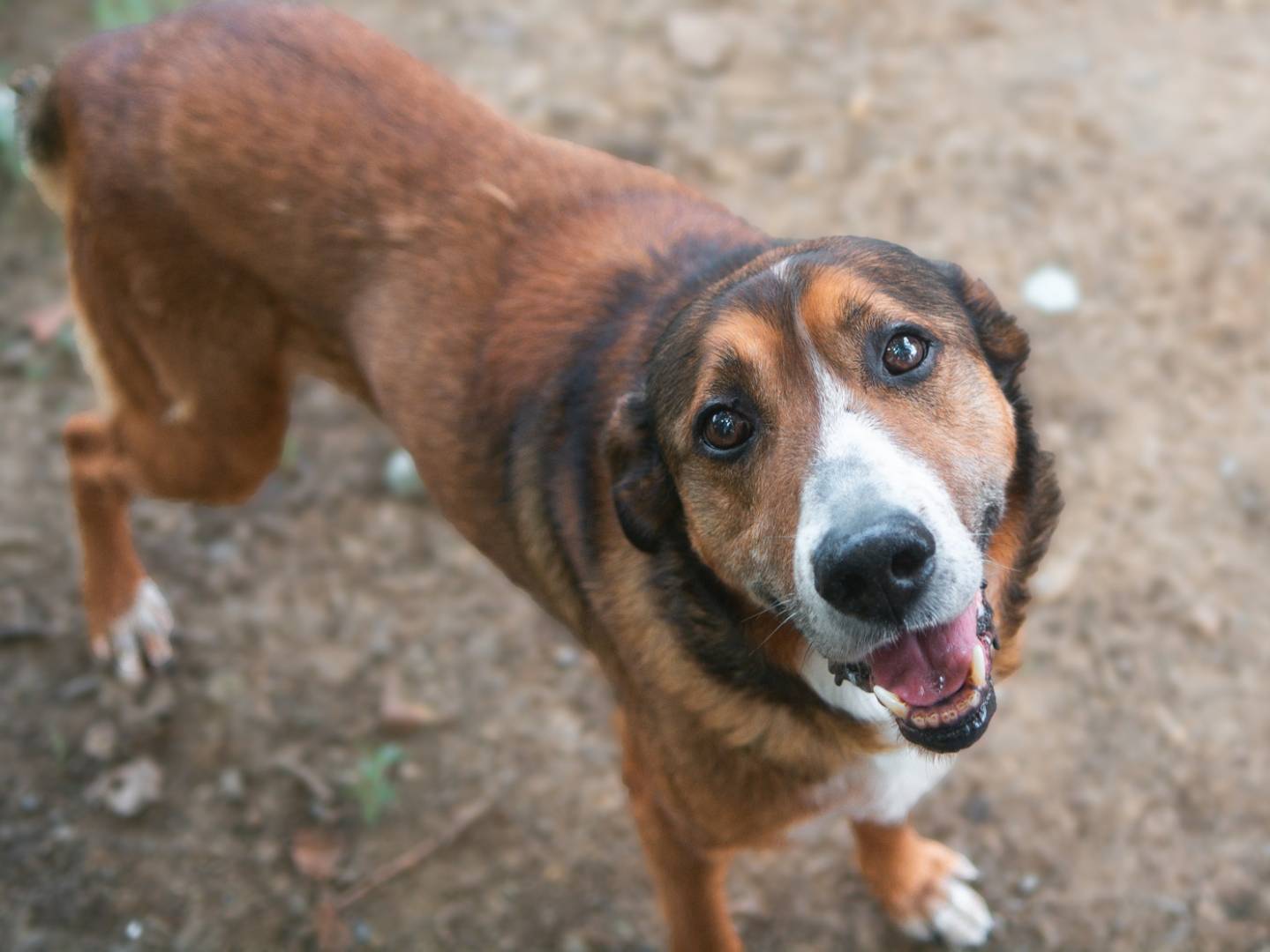 Vuoi adottare un cane a Bologna?