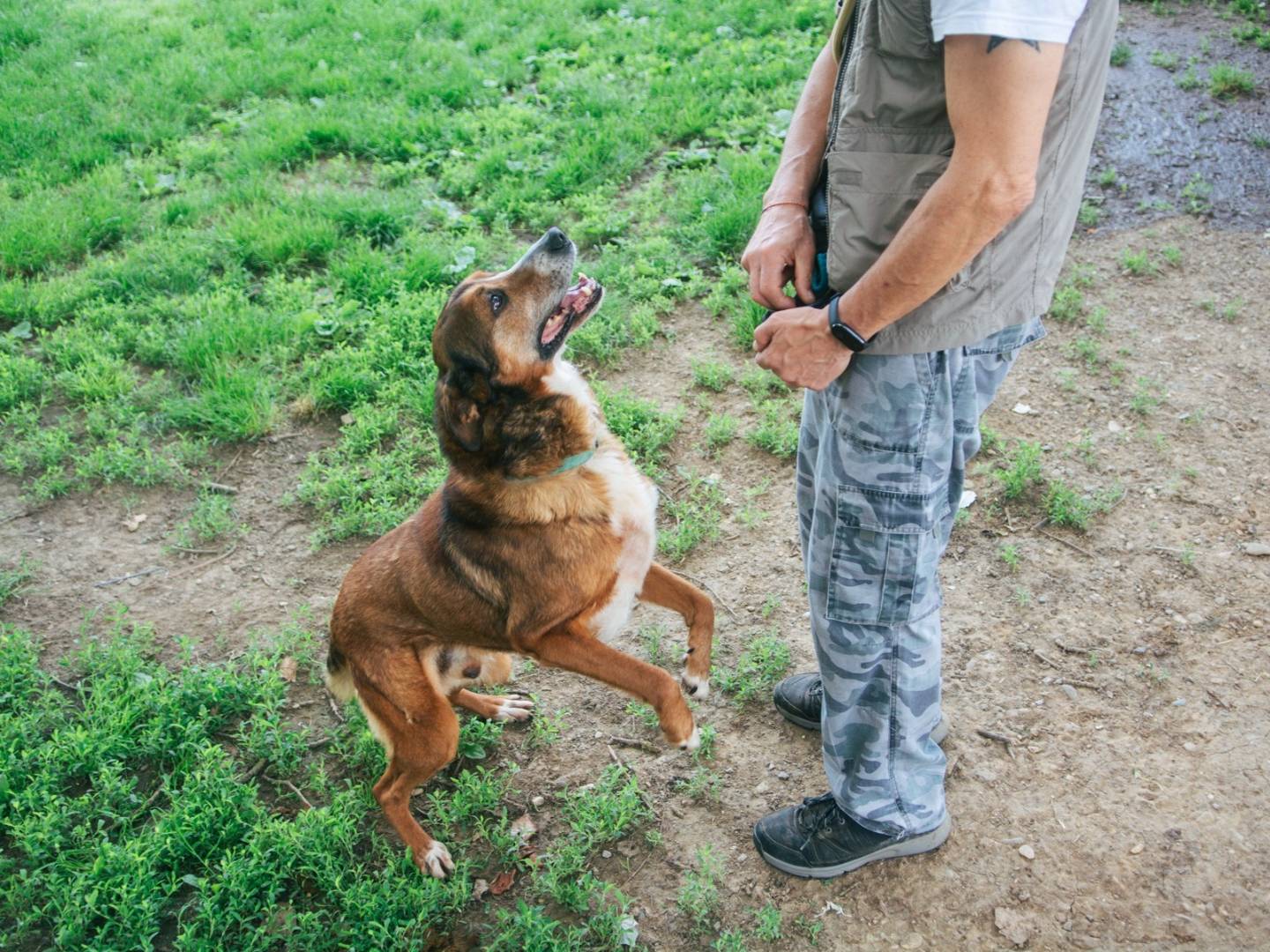 Adotta il cane Dog a Bologna