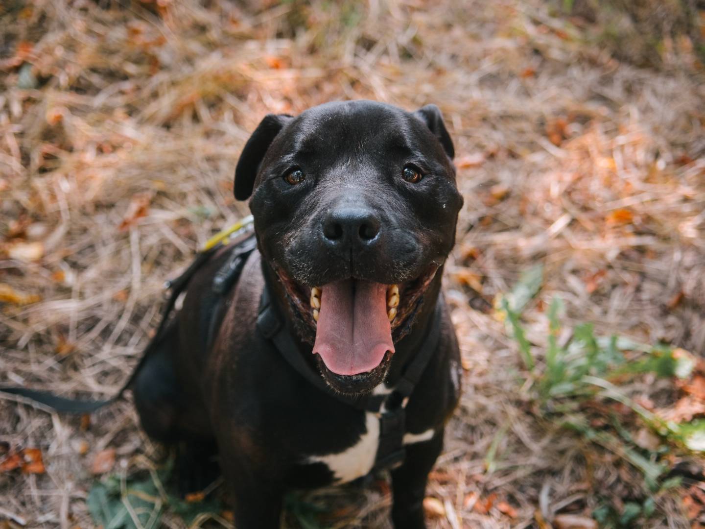 Adozione cane, maschio, Pitbull, 9 anni  e 3 mesi , taglia grande, Bologna
