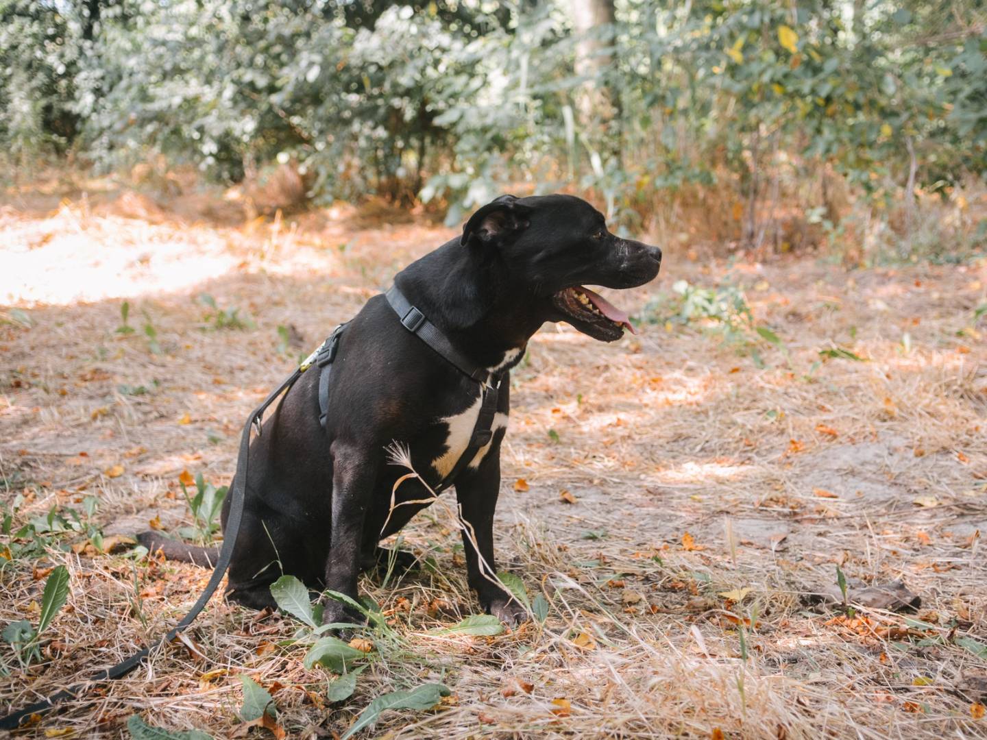 Adotta un cane, maschio, 9 anni  e 3 mesi , Bologna