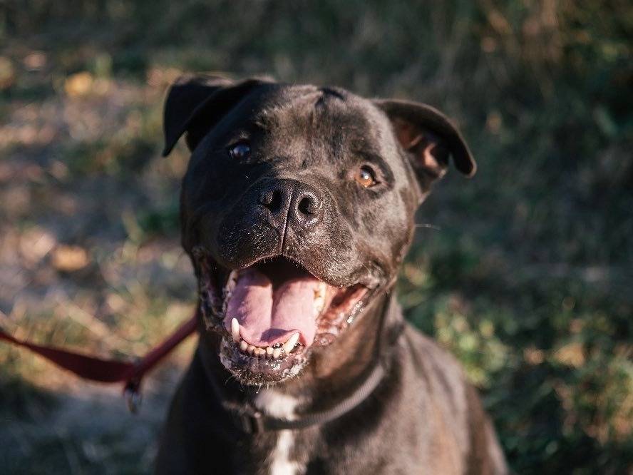 Adotta un cane, taglia grande, maschio, Bologna