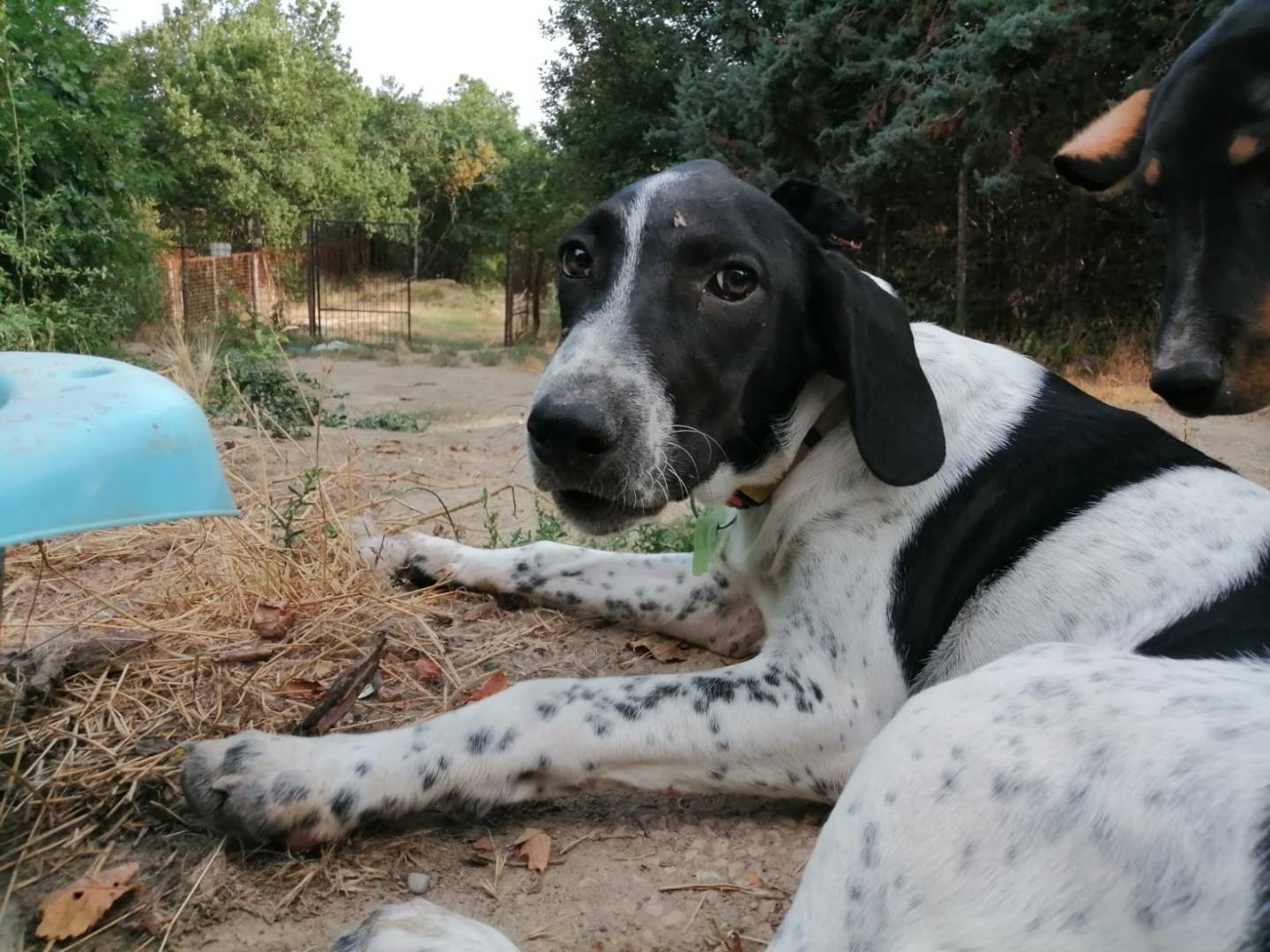 Adotta un cane, maschio, 1 anno e 2 mesi , Bologna