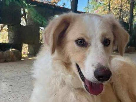 Adotta un cane, femmina, 2 anni  e 9 mesi , Padova