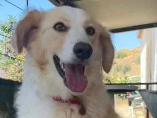 Adotta un cane, taglia media, femmina, Padova