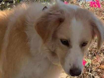 Vuoi adottare un cane a Padova?