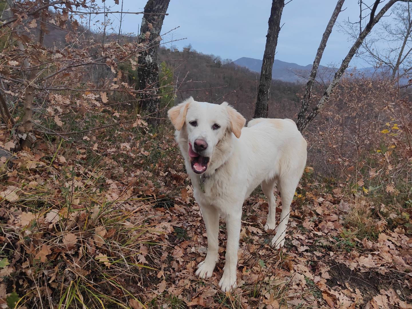 Adotta un cane, femmina, 1 anno e 9 mesi , Bologna