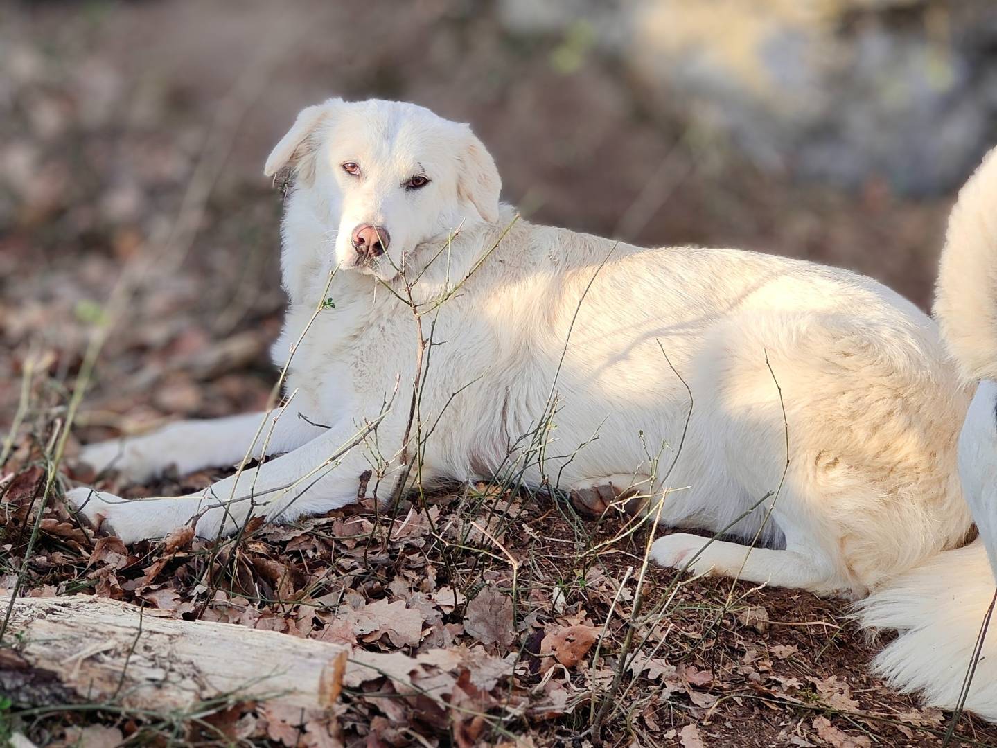 Adotta un cane, taglia grande, femmina, Bologna