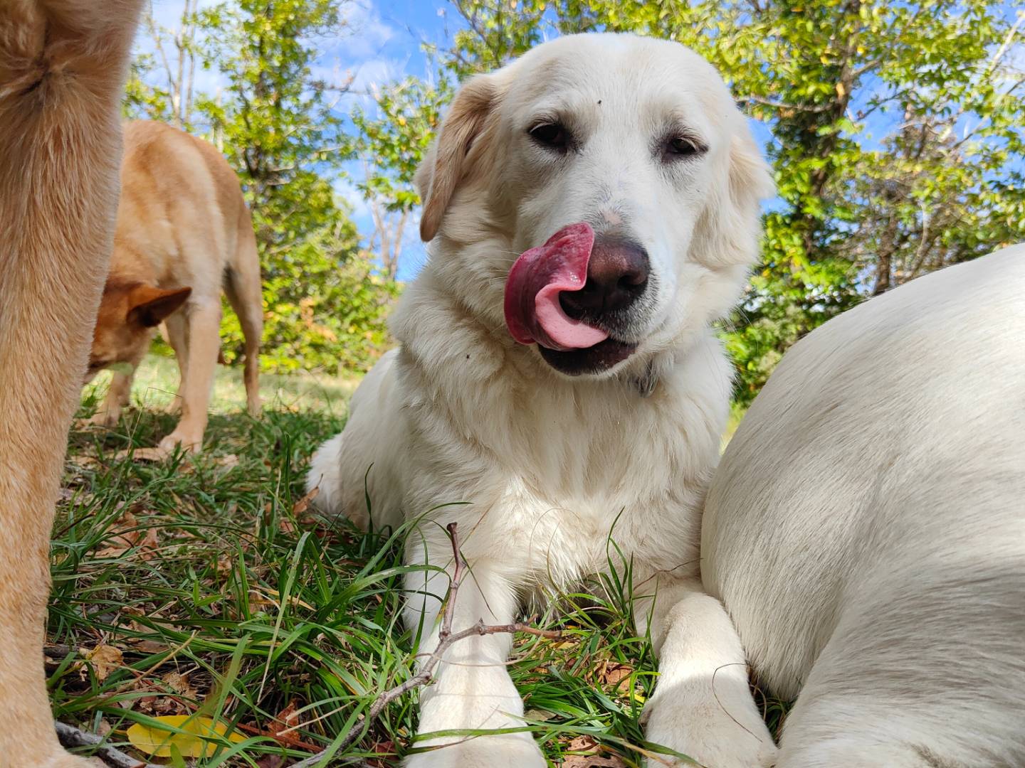 Adotta un cane, taglia media, femmina, Bologna