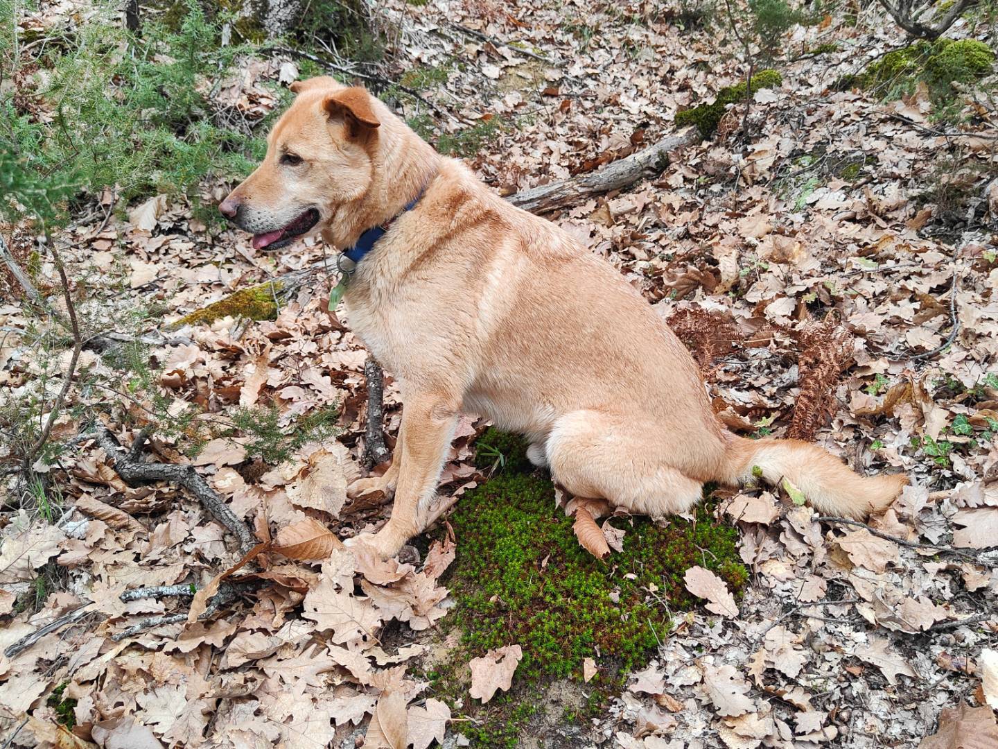 Adotta un cane, maschio, 9 anni  e 4 mesi , Bologna