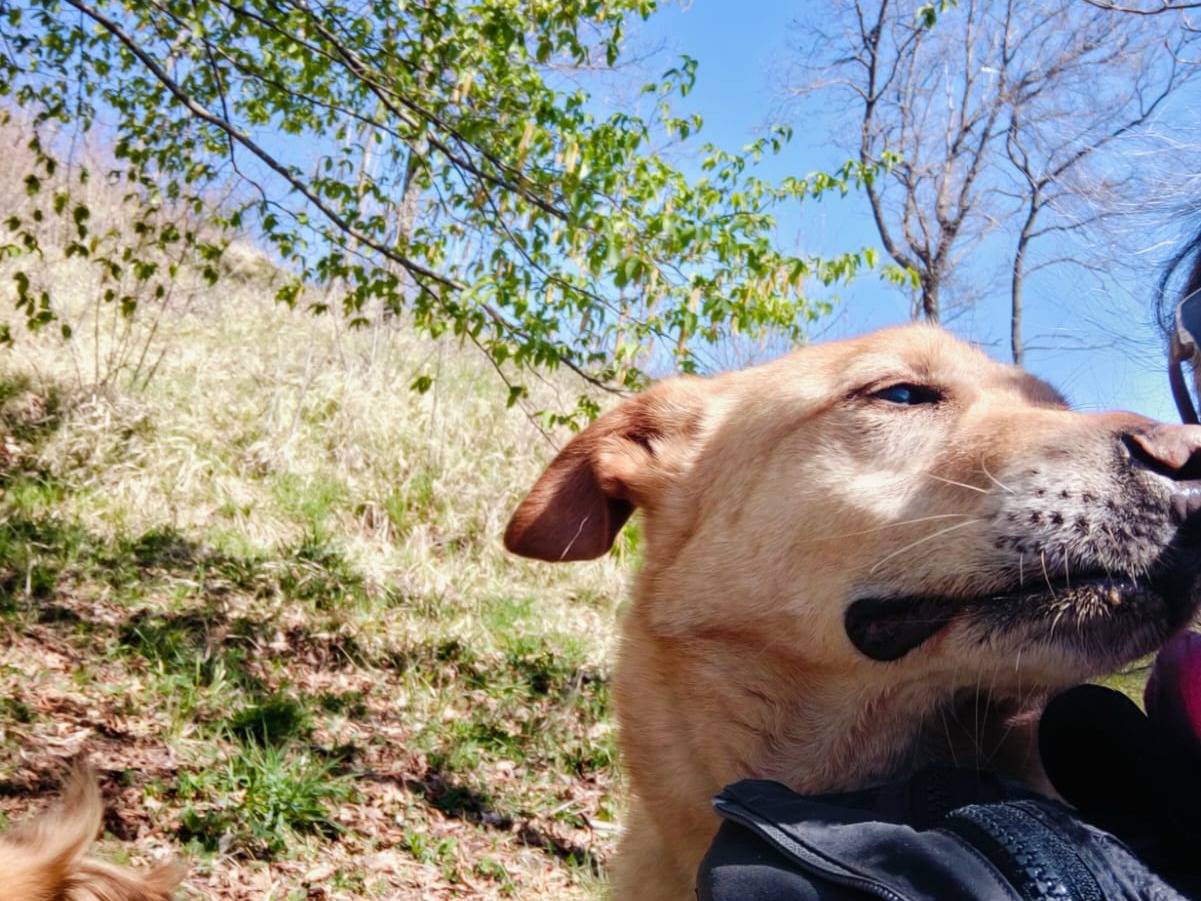 Adotta un cane, taglia media, maschio, Bologna