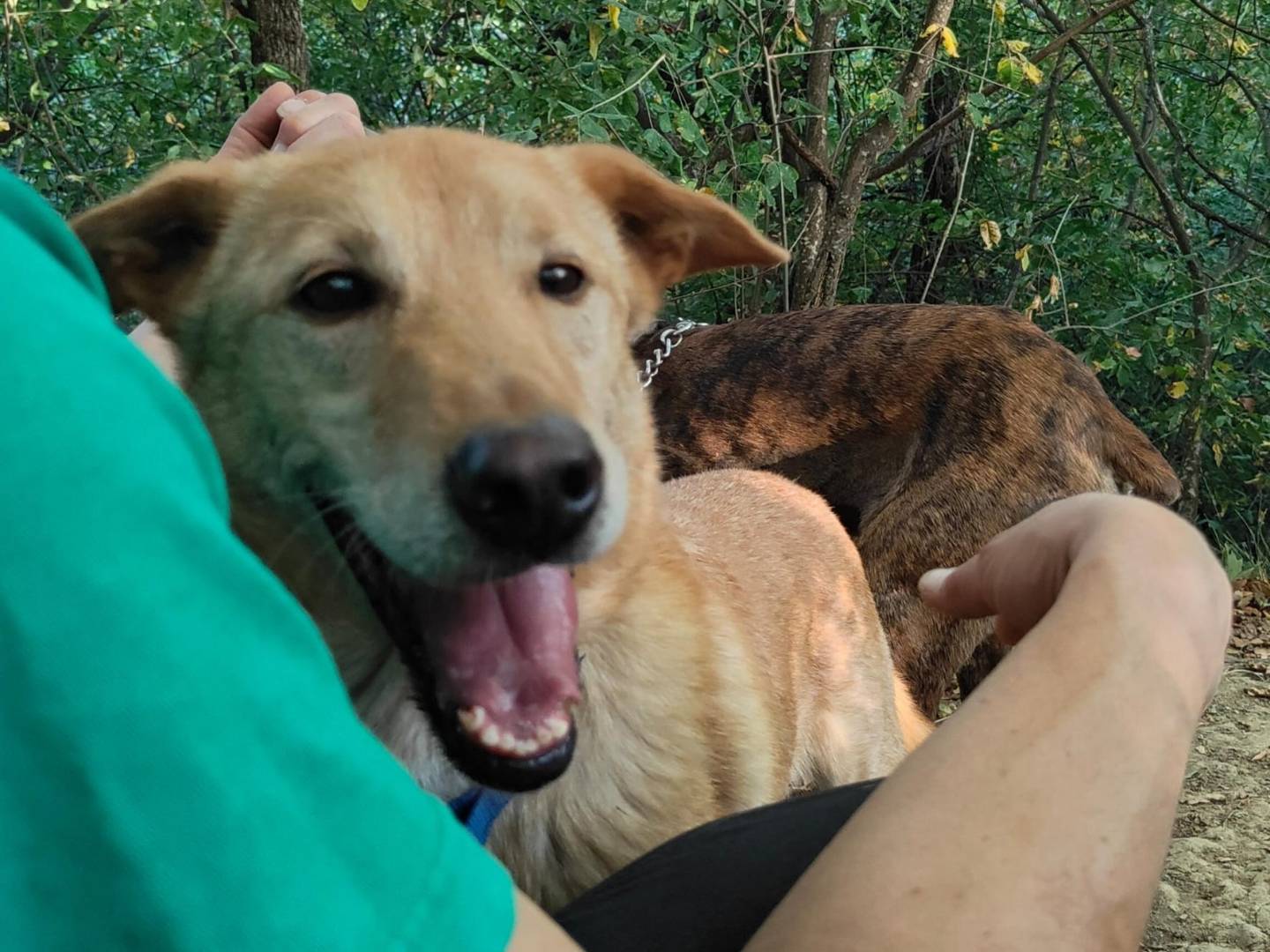 Vuoi adottare un cane a Bologna?