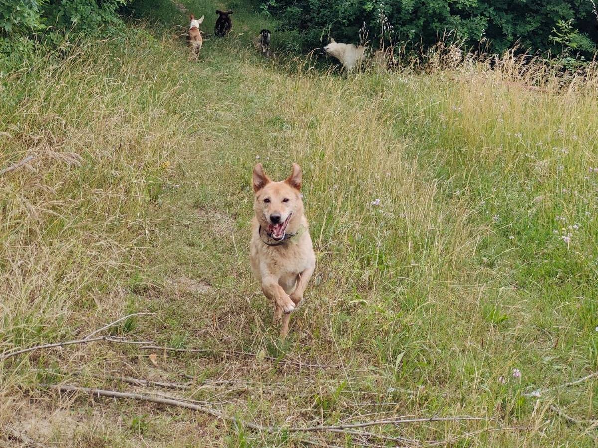 Adotta il cane Stef a Bologna