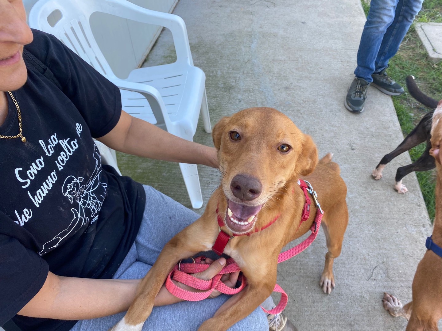 Adozione cane, maschio, meticcio, 3 anni e 4 mesi, taglia media contenuta, Milano