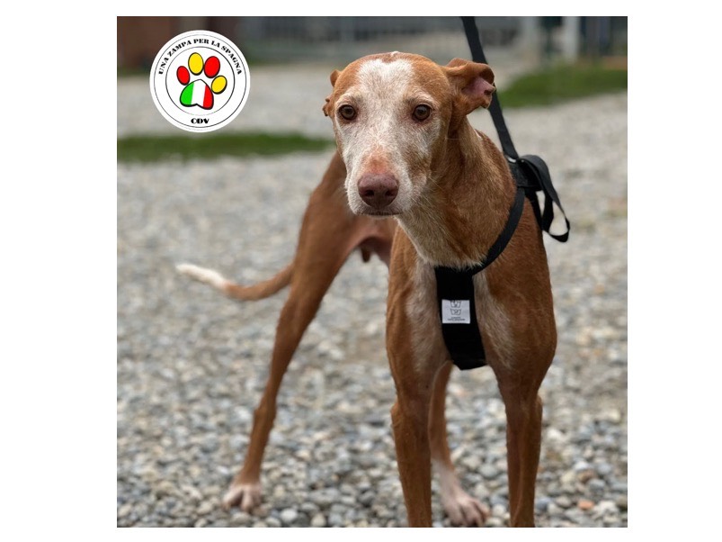 Adozione cane, maschio, meticcio, 5 anni, taglia piccola, Milano