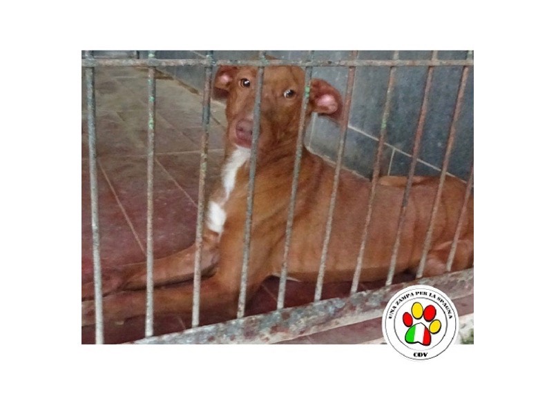 Adozione cane, femmina, meticcio, 3 anni, taglia piccola, Milano