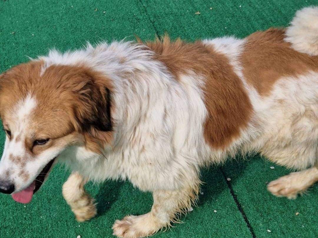 Adotta un cane, maschio, 2 anni  e 8 mesi , Agrigento