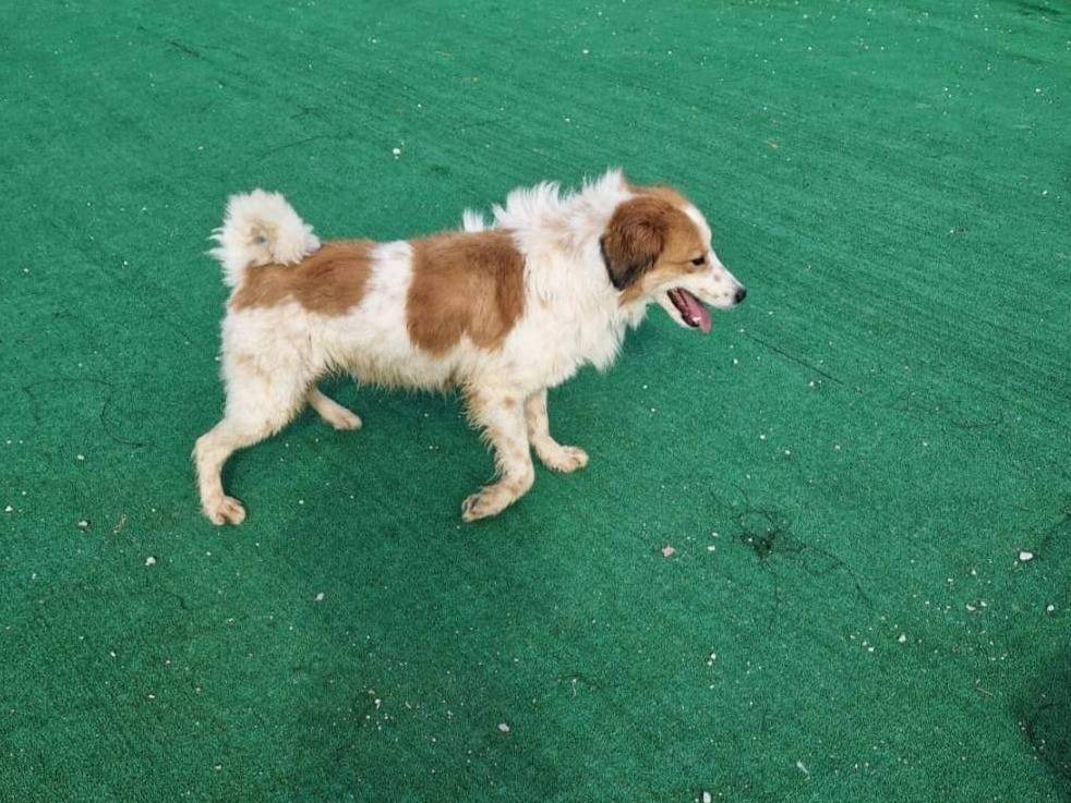 Adotta un cane, taglia media contenuta, maschio, Agrigento