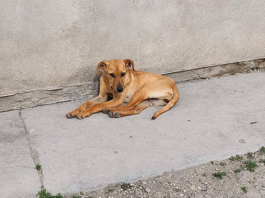 Foto dell'animale