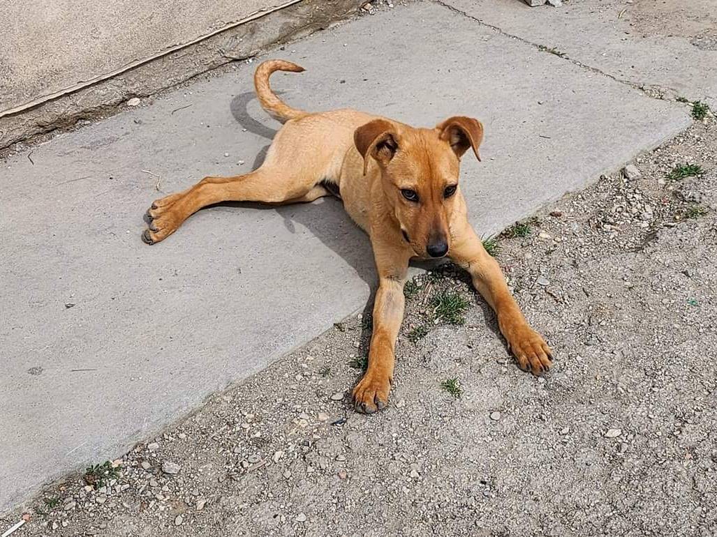 Adotta un cane, femmina, 1 anno e 4 mesi , Ferrara
