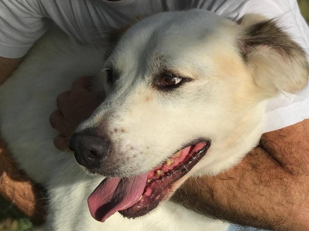 Adotta un cane, taglia media, maschio, Latina