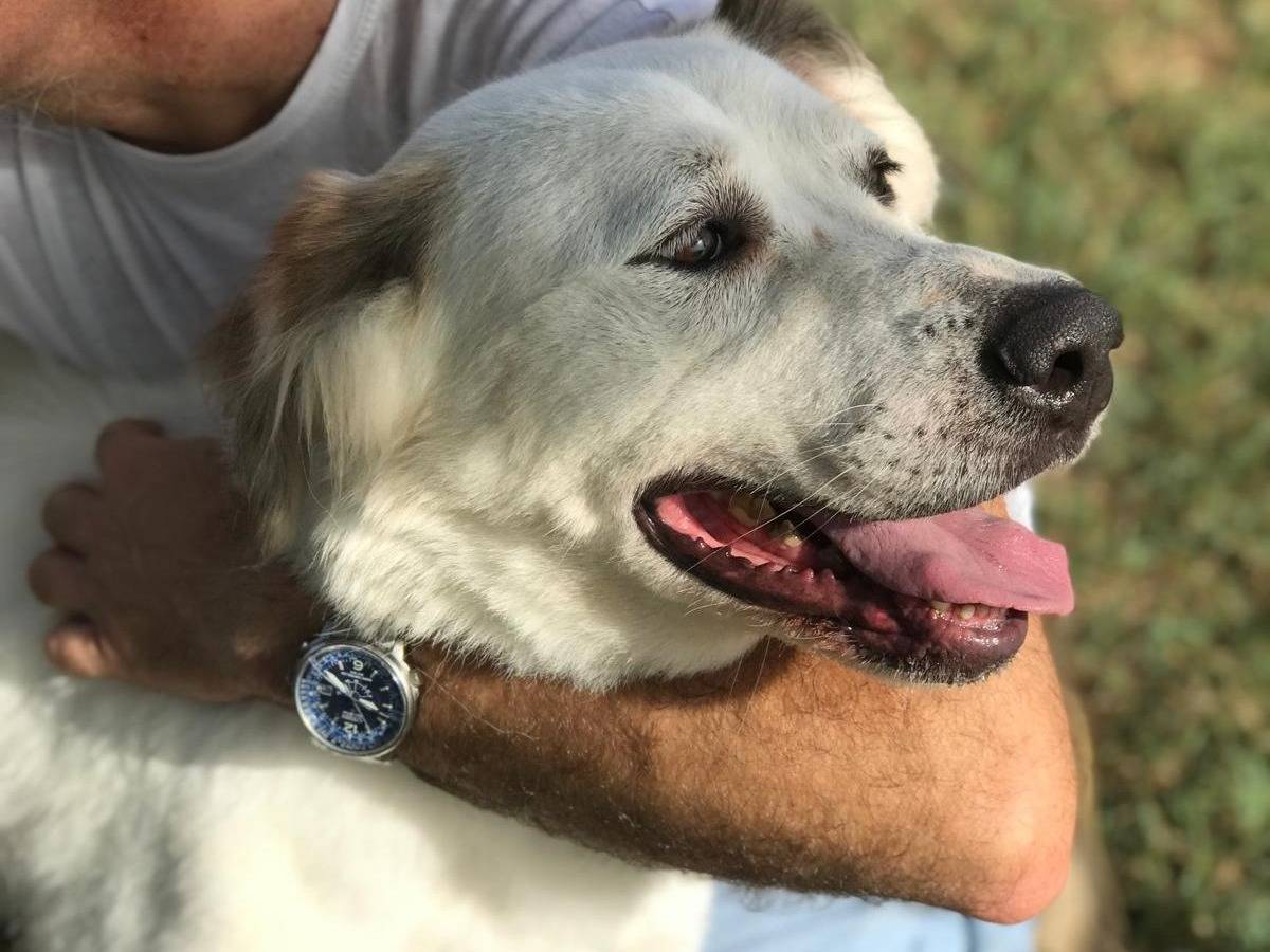 Vuoi adottare un cane a Latina?