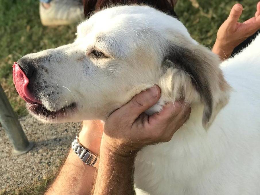 Adotta il cane AIGOR a Latina