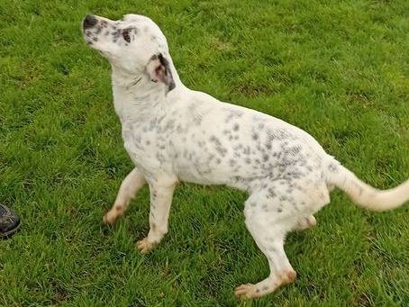 Adotta un cane, femmina, 4 anni  e 5 mesi , Latina