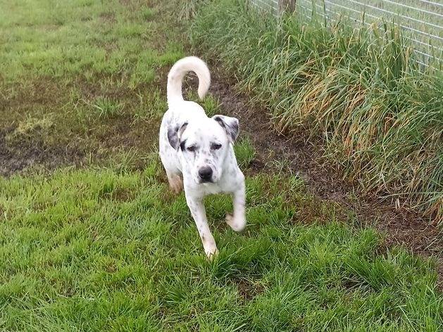 Adotta un cane, taglia media, femmina, Latina