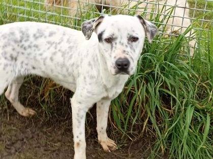 Vuoi adottare un cane a Latina?