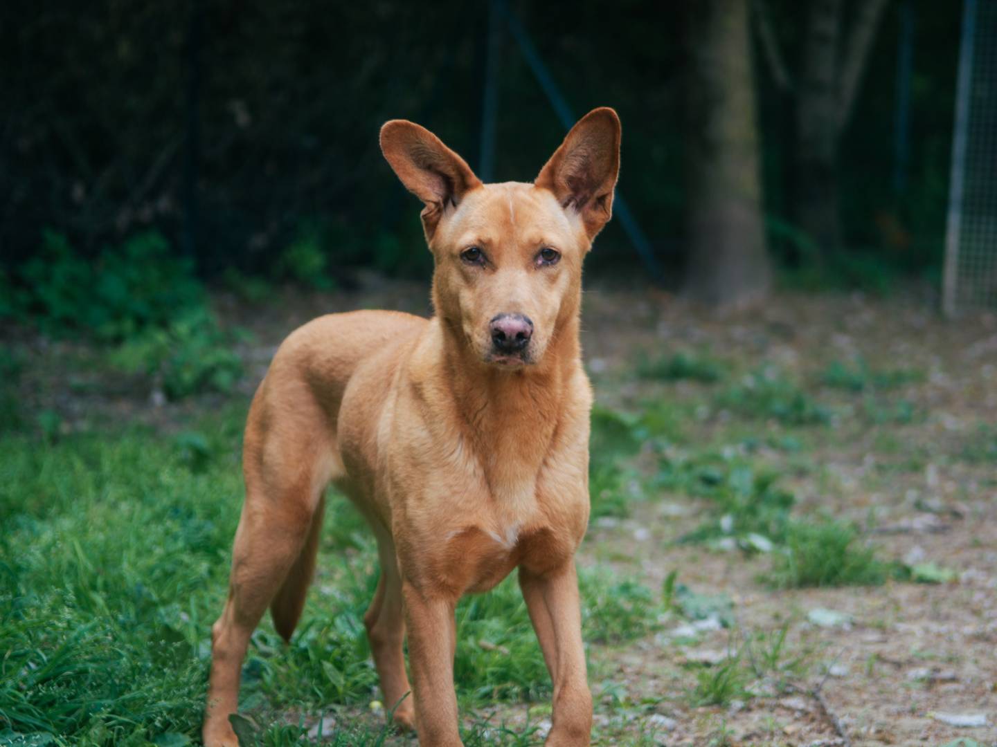 Foto dell'animale