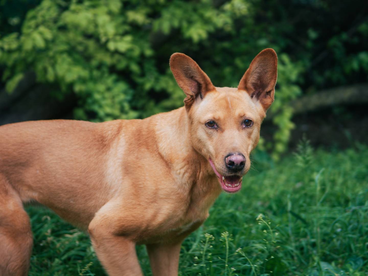 Adotta un cane, femmina, 8 anni  e 5 mesi , Bologna