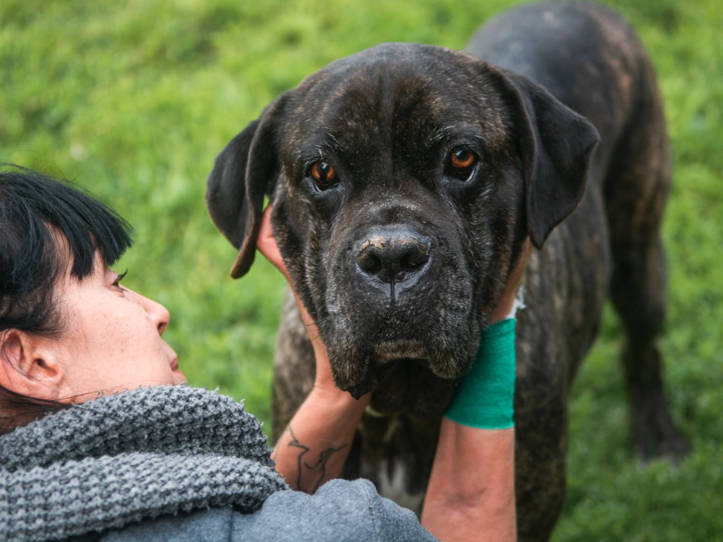 Adotta un cane, maschio, 9 anni e 4 mesi, Bologna