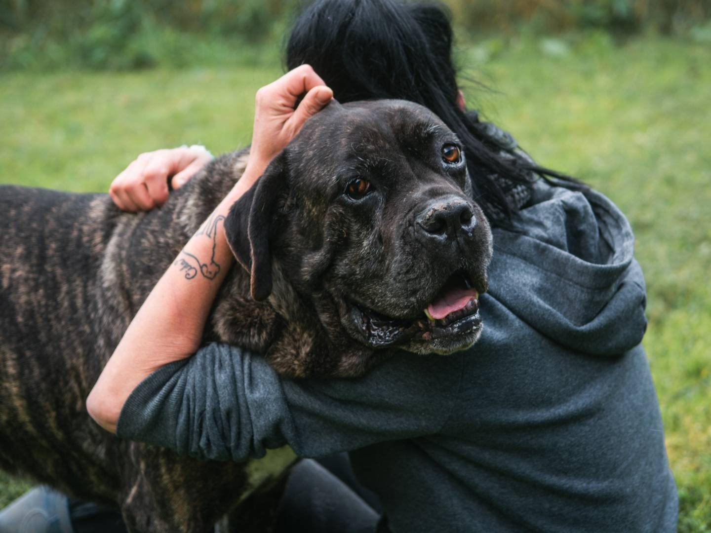 Vuoi adottare un cane a Bologna?