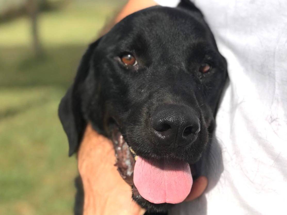 Adozione cane, maschio, Mastino Napoletano, 3 anni  e 2 mesi , taglia grande, Latina