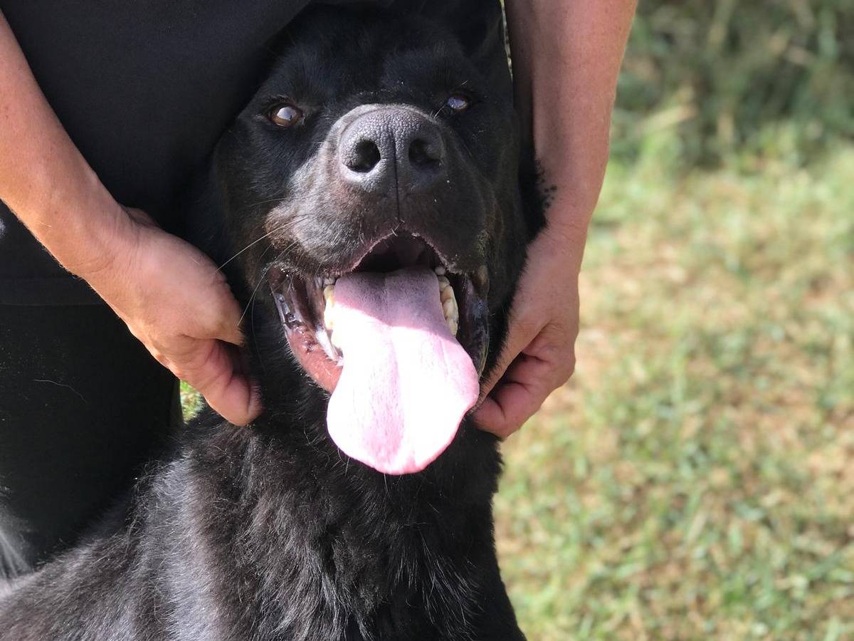 Adotta un cane, maschio, 3 anni  e 2 mesi , Latina