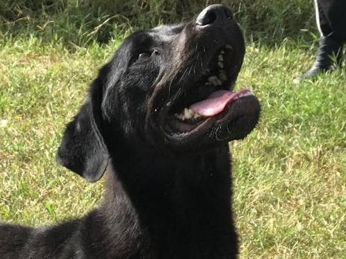 Adotta un cane, taglia grande, maschio, Latina