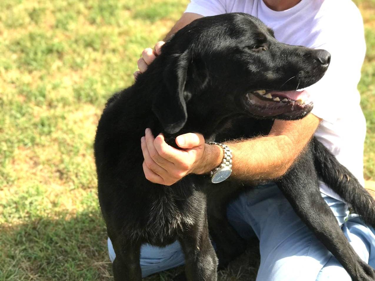 Vuoi adottare un cane a Latina?