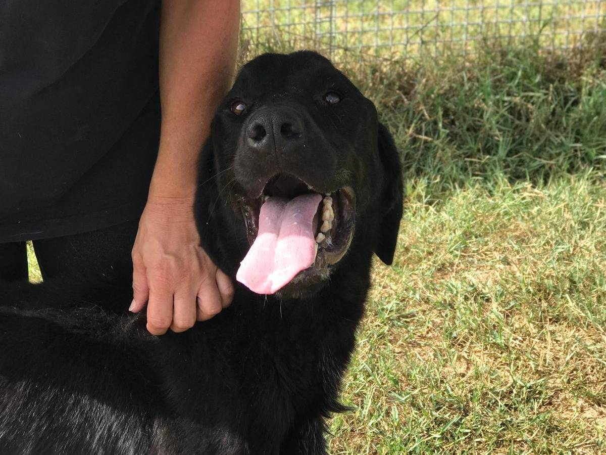 Adotta il cane NOWHITE a Latina